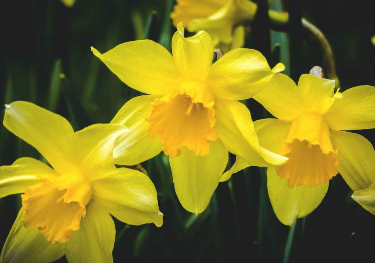 The Indomitable Spirit of Jonquils